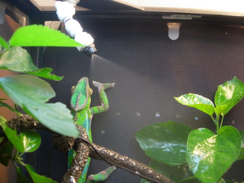 Chameleon World Veiled and Panther Chameleon Care 101C (MISTING)